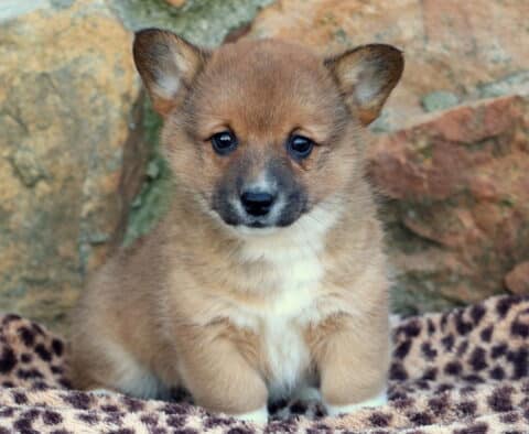 Josie Corgi