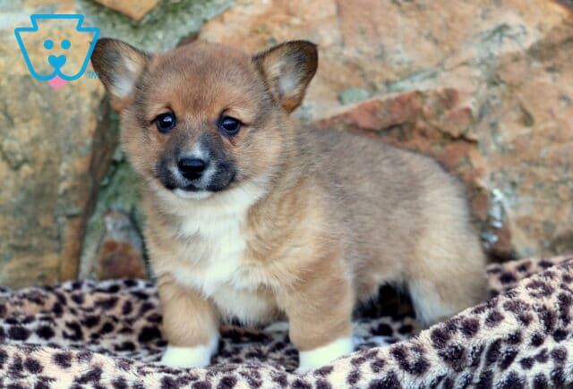 Josie Corgi2 image