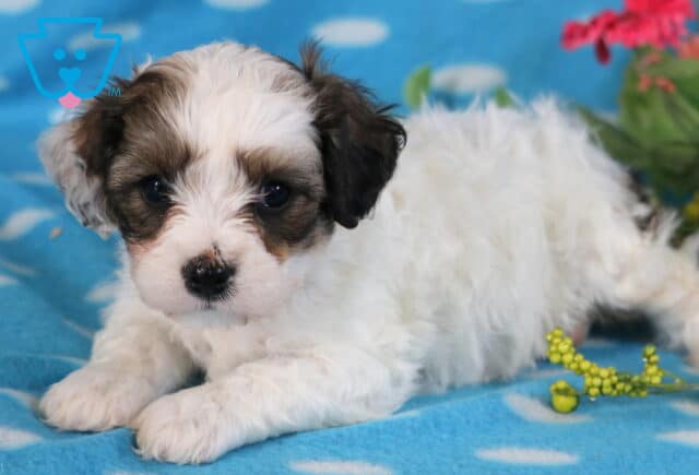 Junior Cavachon image