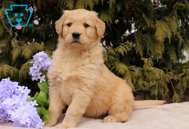 Landon Golden image