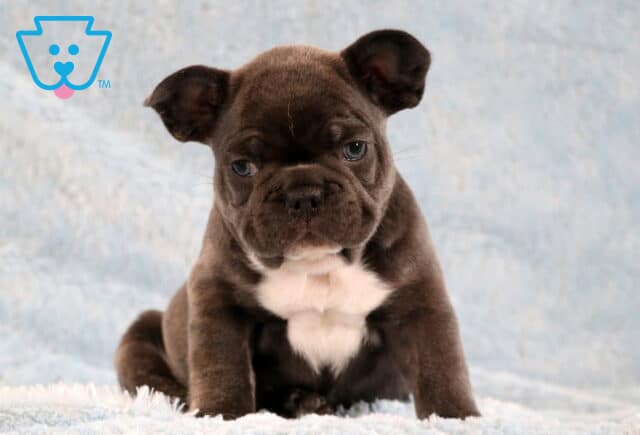 Larz Frenchie image