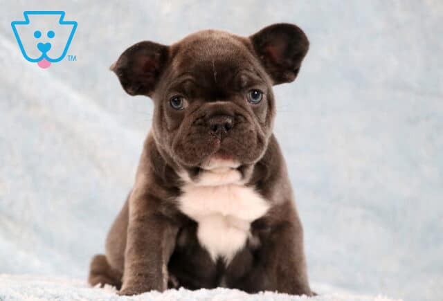 Larz Frenchie2 image
