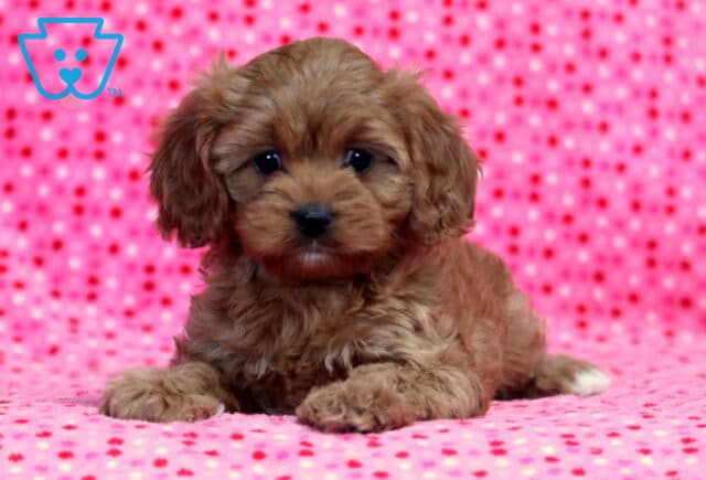 Leah Cavapoo image