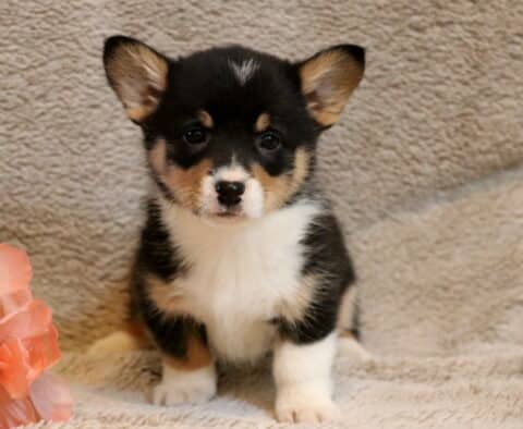 Lexie Corgi