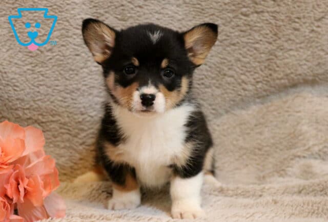 Lexie Corgi image