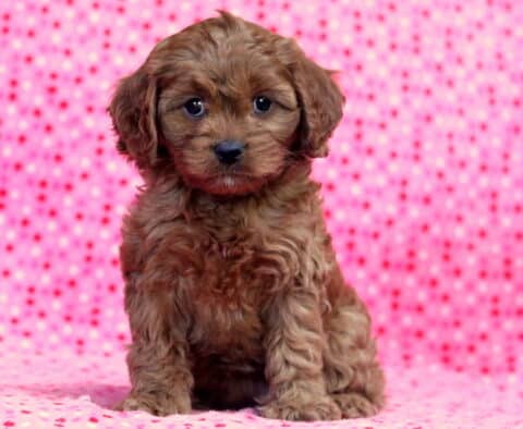 Lizzy Cavapoo2