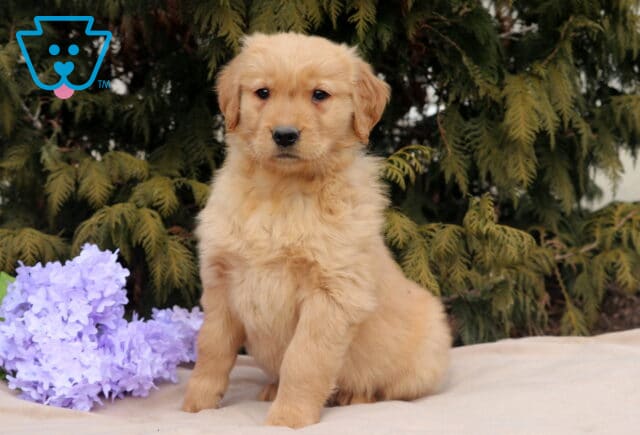 Love Golden image