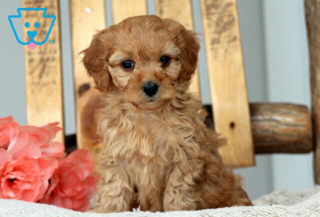 Macy Cavapoo image