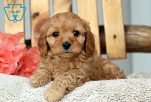 Macy Cavapoo2 image