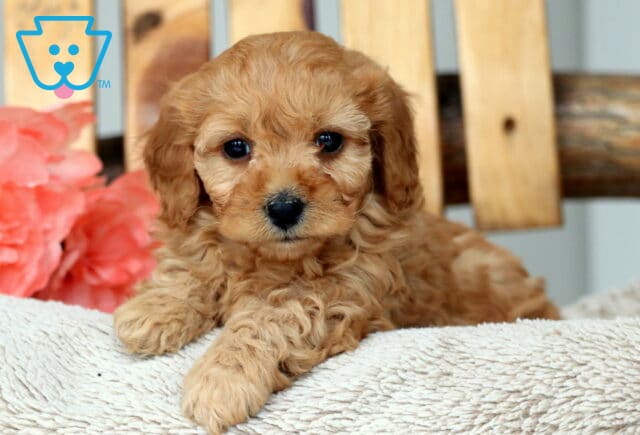 Macy Cavapoo3 image