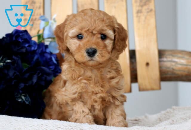 Magic Cavapoo image
