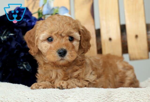 Magic Cavapoo2 image
