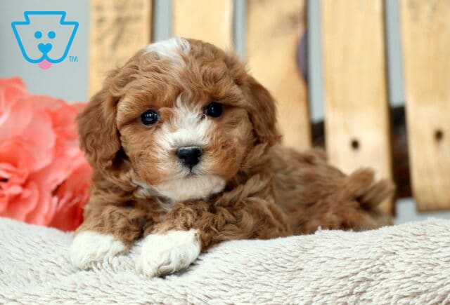 Marley Cavapoo image