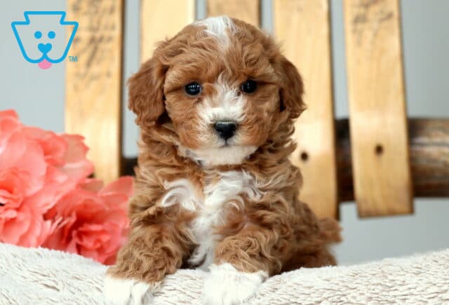 Marley Cavapoo2 image