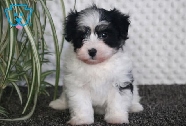 Marlo Havanese2 image