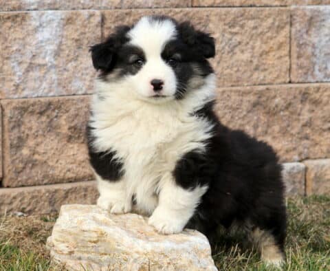 Maxwell Corgi