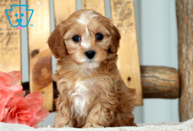May Cavapoo image