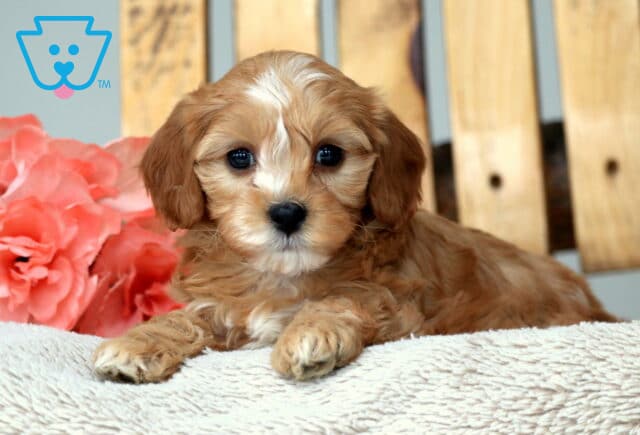 May Cavapoo2 image