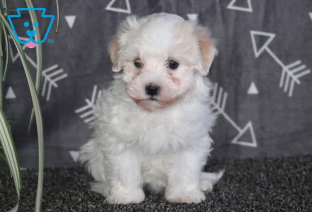 Milly Havanese2 image