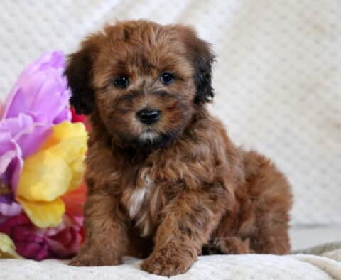 Muffin Mini Whoodle2