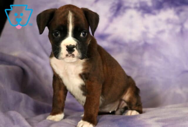 Paige Boxer image