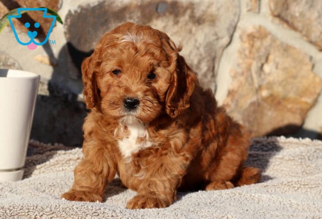 Panther Cockapoo image
