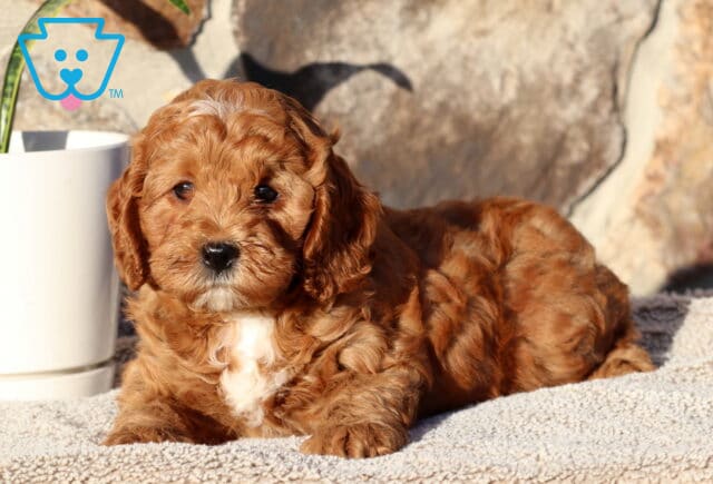 Panther Cockapoo2 image