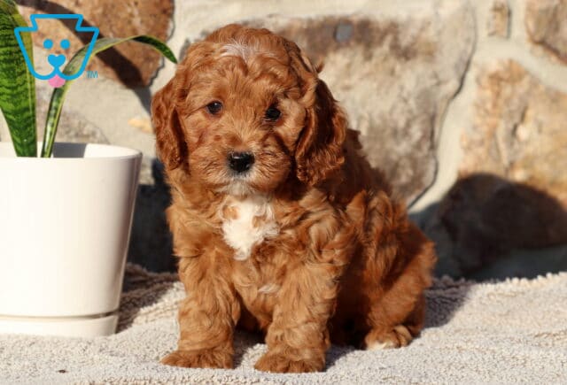 Panther Cockapoo3 image