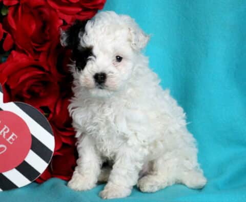 Patch Mini Poodle2