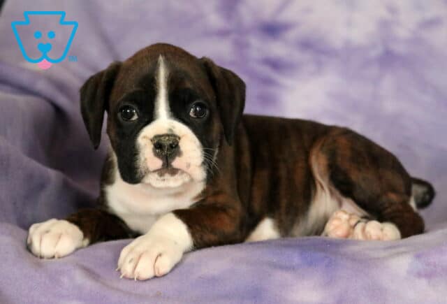 Pepper Boxer image