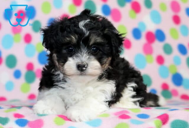 Piper Havanese image