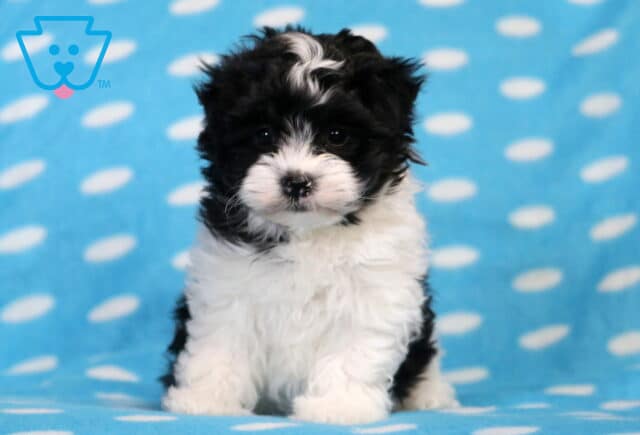 Pluto Havanese2 image
