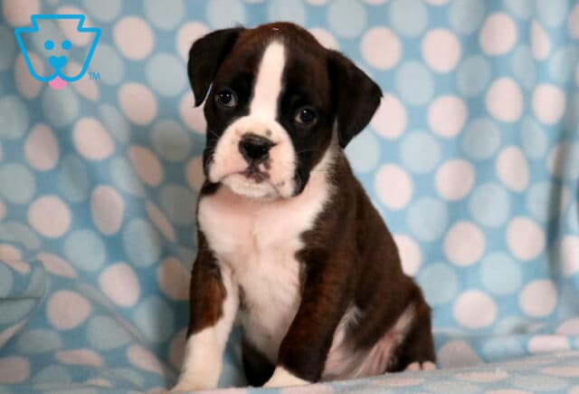 Pongo Boxer2 image