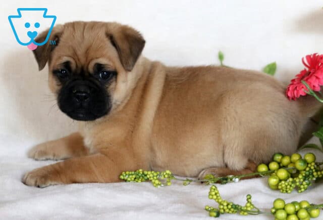 Pooch Jug image