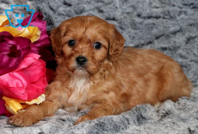Porsha Cavapoo2 image
