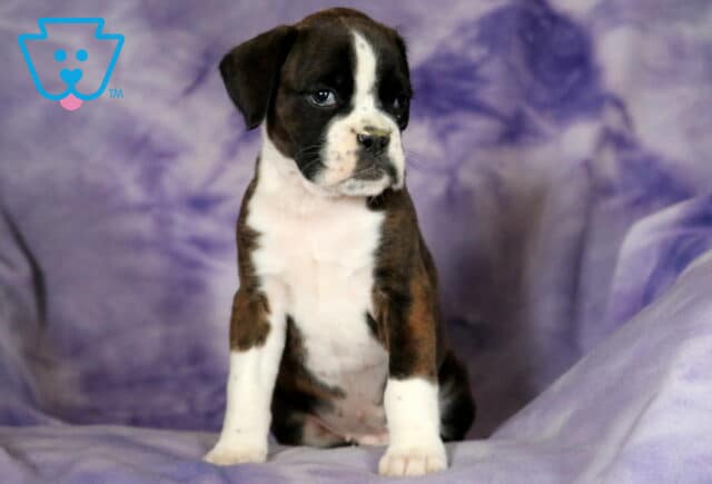 Priscilla Boxer2 image
