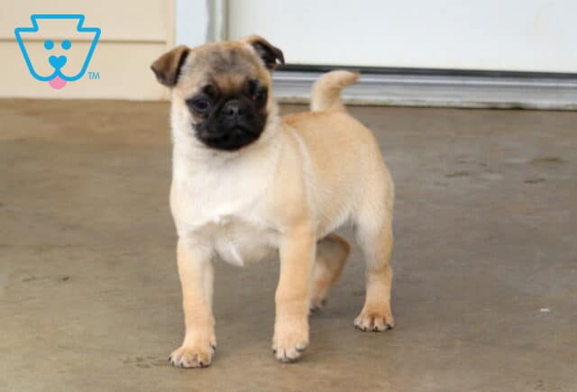 Pudge Pug2 image