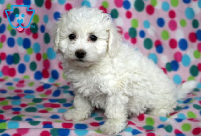 Purdy Bichon image