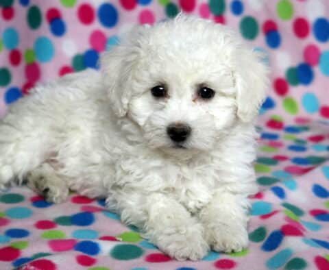 Purdy Bichon2