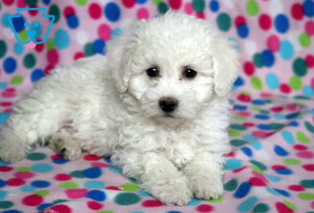 Purdy Bichon2 image
