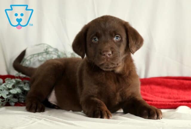 Racco Choc Lab2 image