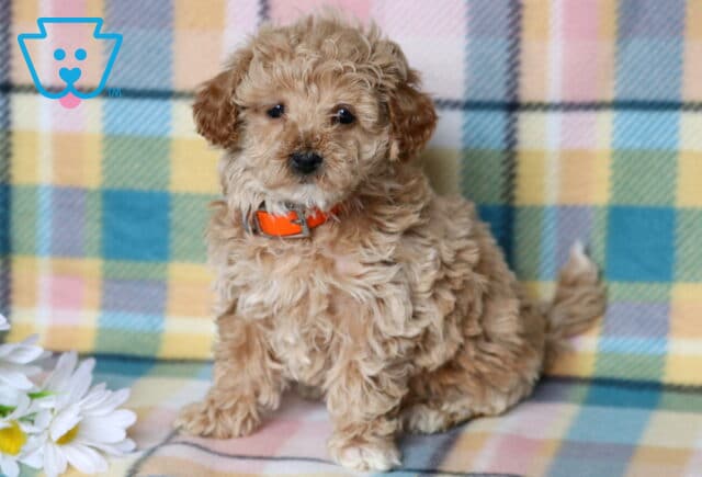Remi Mini Poodle image