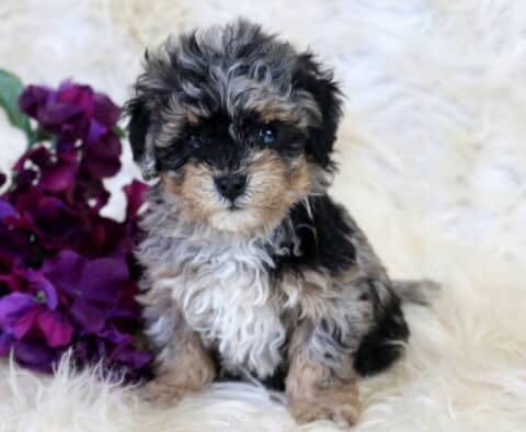 Rose Bichpoo