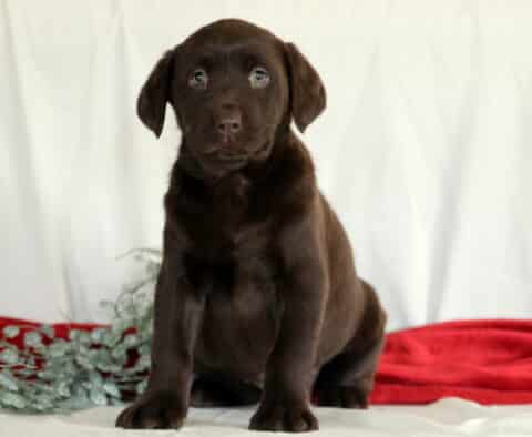 Roxy Choc Lab