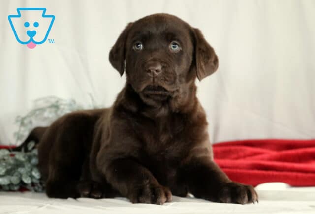 Rudy Choc Lab2 image