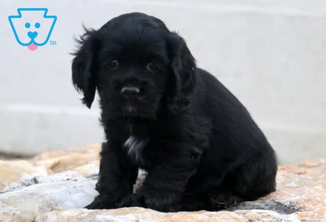 Sailor Cocker Spaniel image