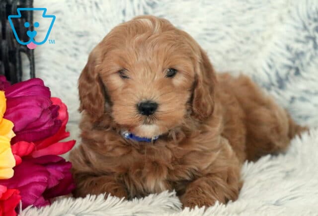 Sal Mini Goldendoodle2 image