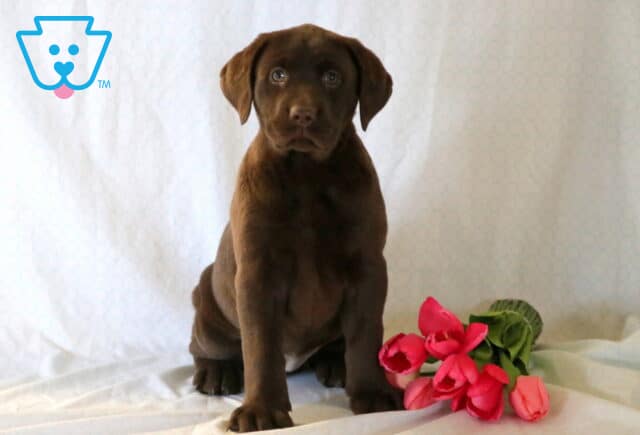 Sally Chocolate Lab image