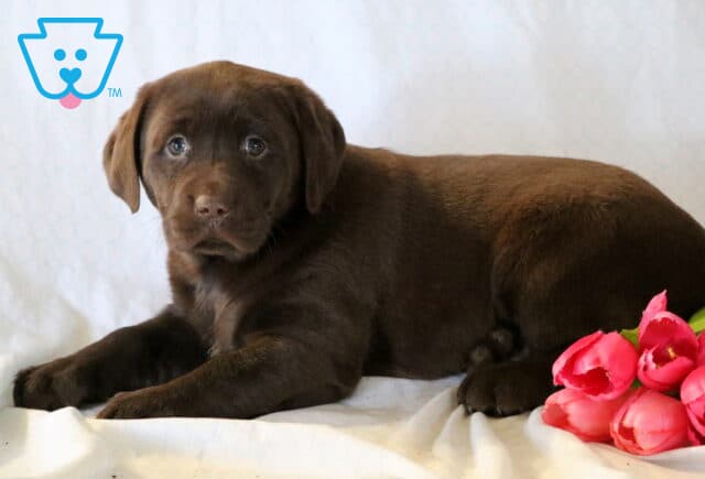 Savena Chocolate Lab2 image