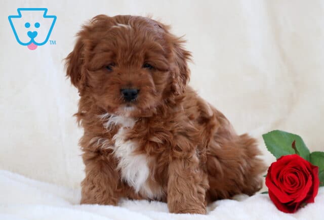 Scooby Doo Cavapoo image